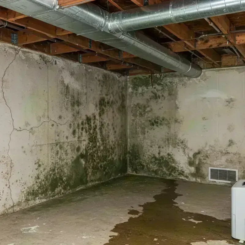 Professional Mold Removal in Shannon County, MO